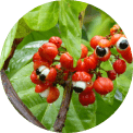 Organic Guarana.