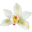 Vanilla Flower.